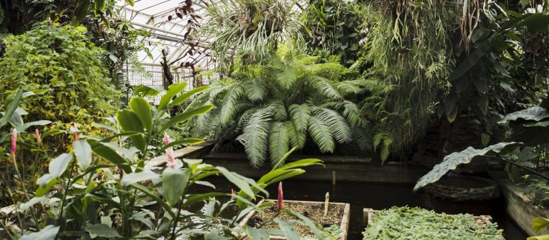 Botanischer Garten