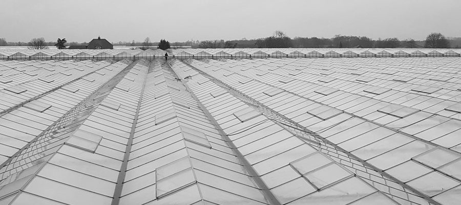 Cleaning Greenhouse germaby