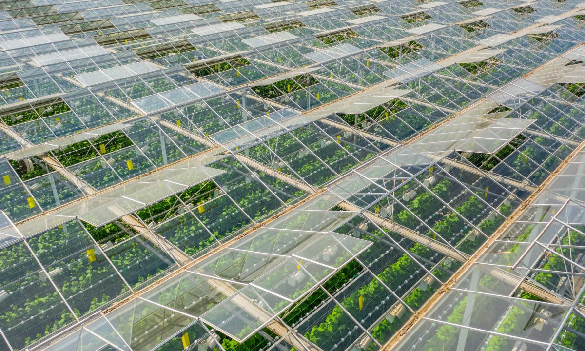 Aerial view of greenhouse area with vegetables