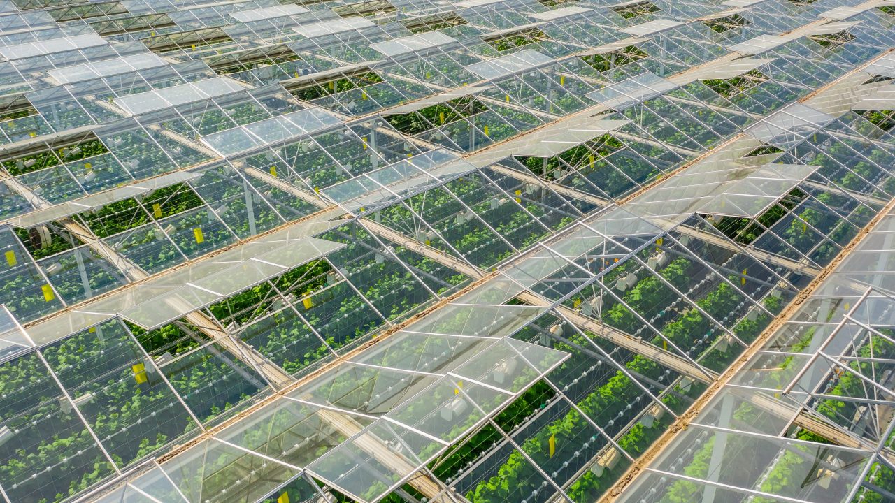 Aerial view of greenhouse area with vegetables