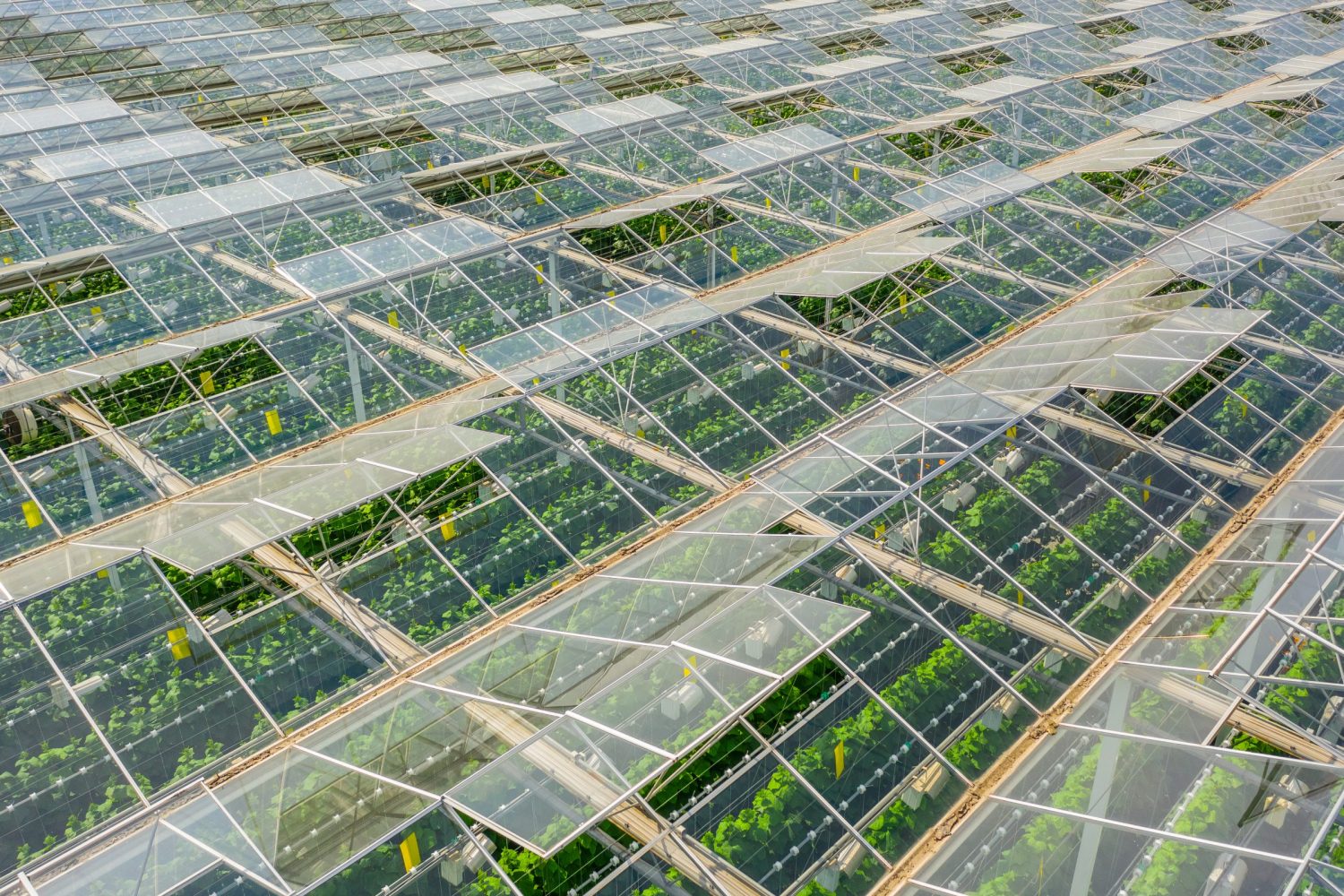 Aerial view of greenhouse area with vegetables